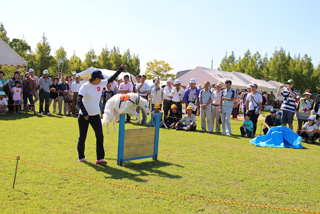 災害救助犬のデモンストレーション