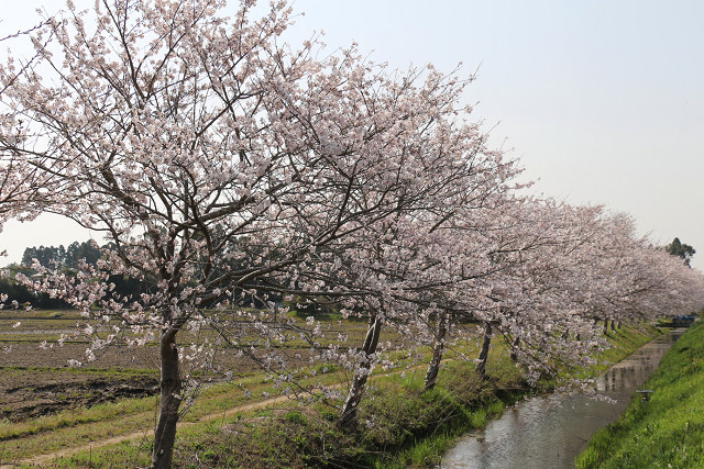 桜並木の写真