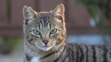 さくらねこ