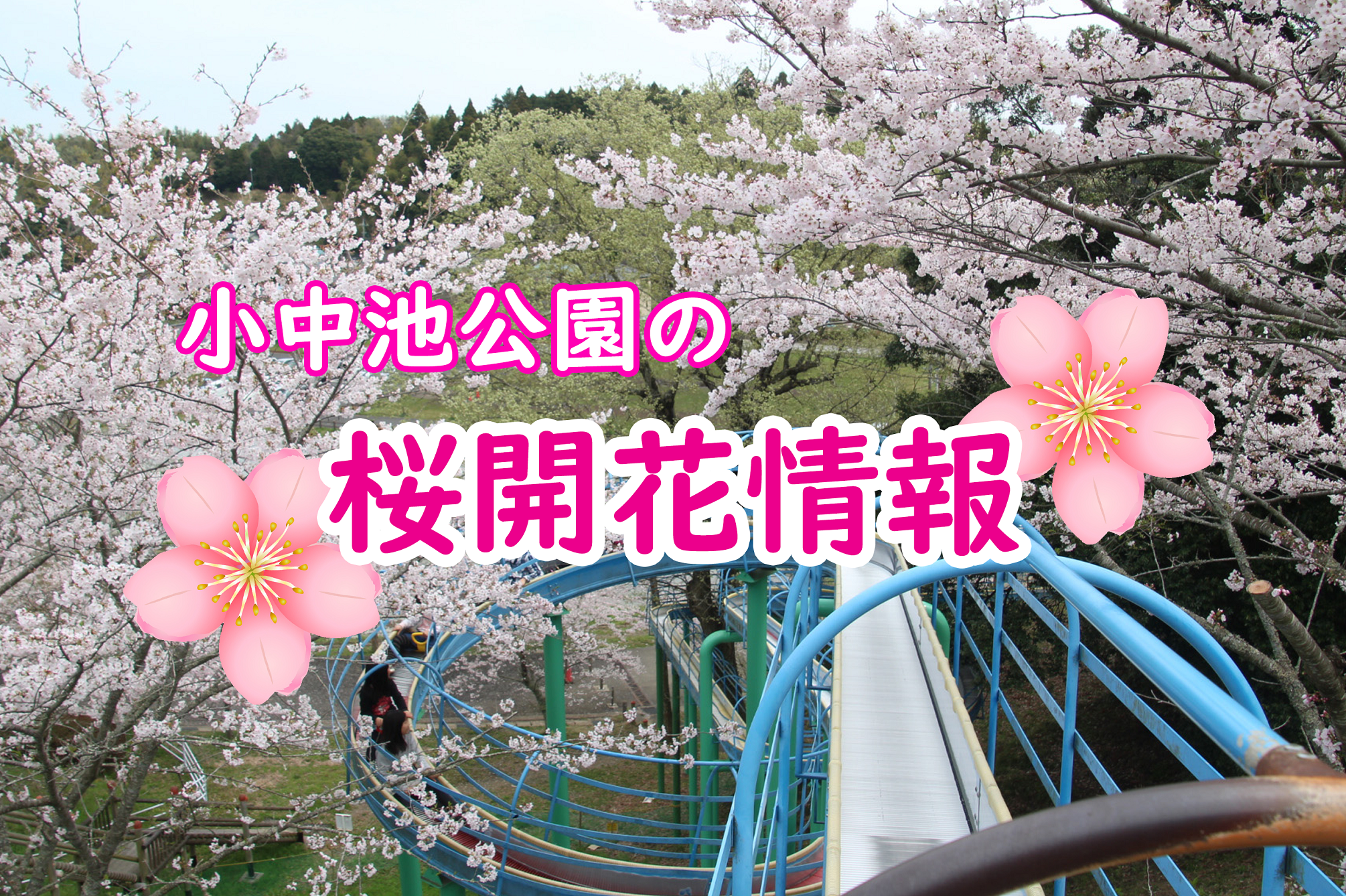 小中池公園の桜開花情報